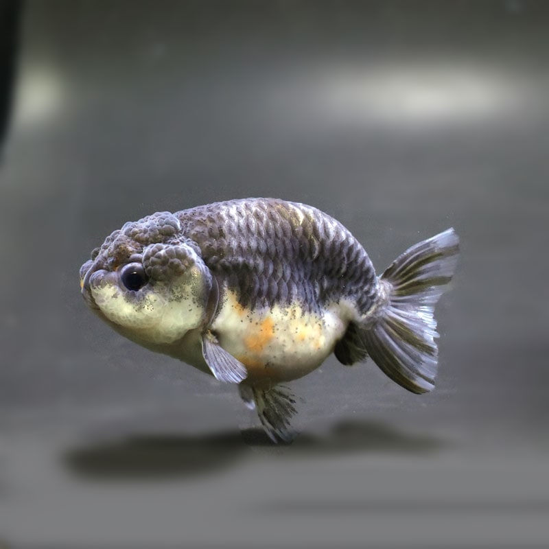 【金魚王子】キリンらんちゅう 8±1cm前後 (個体番号：cde950) 金魚 きんぎょ 生体 らんちゅう 厳選個体