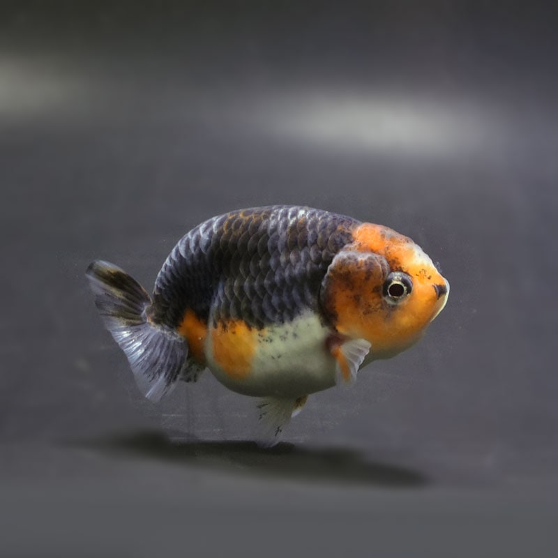 【金魚王子】キリンらんちゅう 8±1cm前後 (個体番号：cde951) 金魚 きんぎょ 生体 らんちゅう 厳選個体