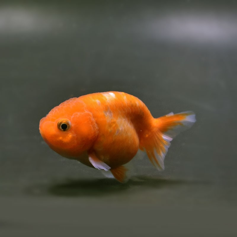 金魚,らんちゅう系 | 金魚の通販は「金魚王子 オンラインストア」金魚