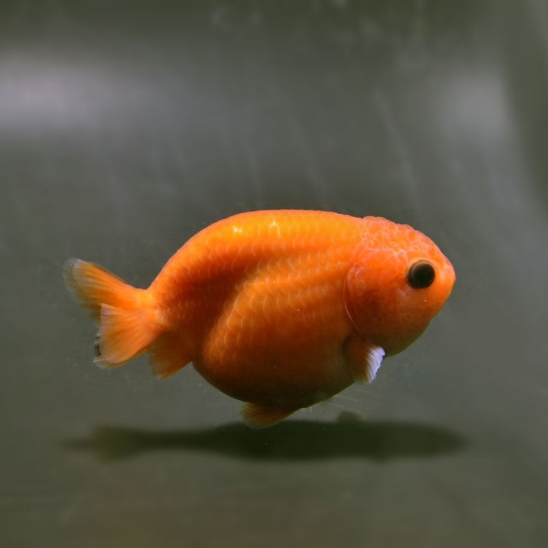 【金魚王子】桜錦 8±1cm前後 (個体番号：cde962) 金魚 きんぎょ 生体 らんちゅう 厳選個体