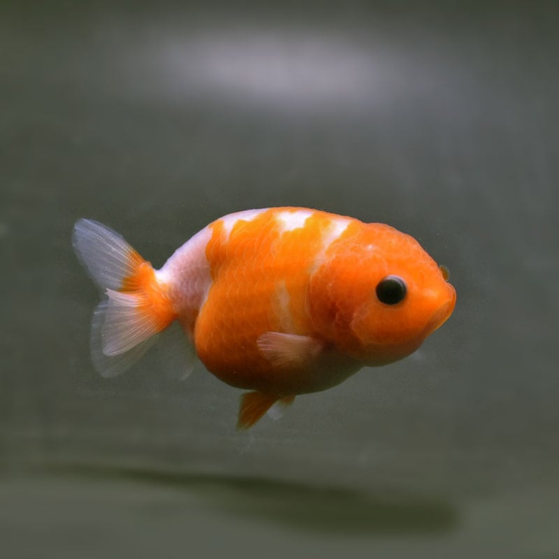 【金魚王子】桜錦 8±1cm前後 (個体番号：cde963) 金魚 きんぎょ 生体 らんちゅう 厳選個体