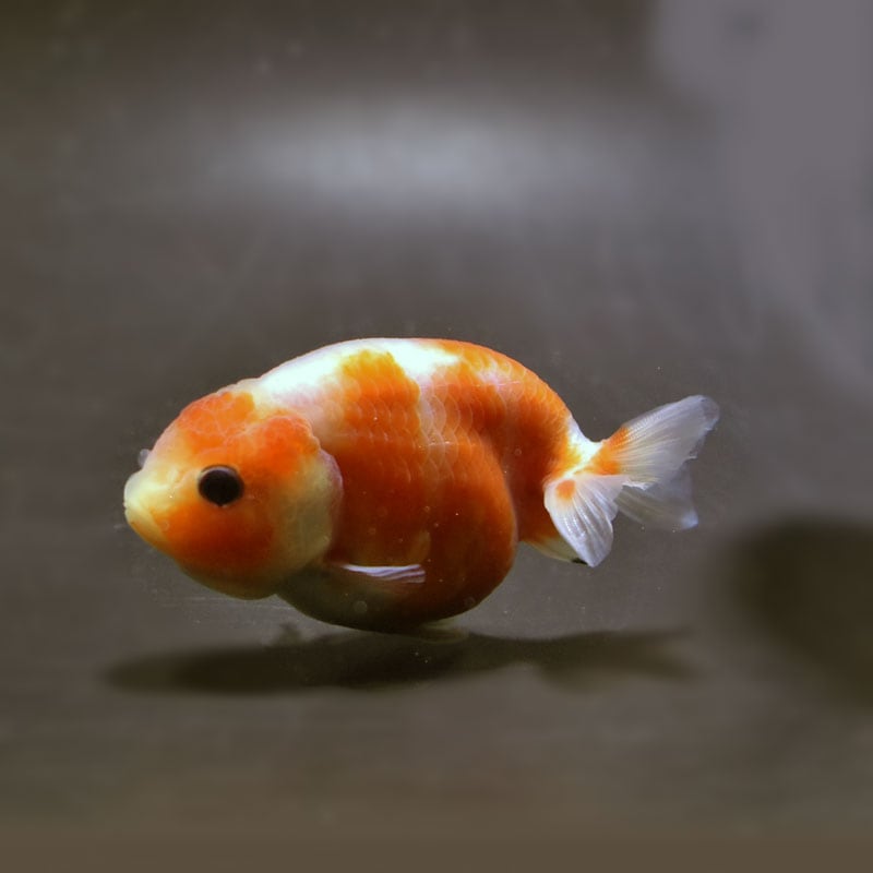 【金魚王子】桜錦 8±1cm前後 (個体番号：cde964) 金魚 きんぎょ 生体 らんちゅう 厳選個体