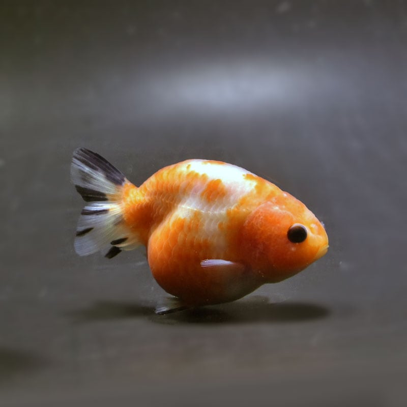 【金魚王子】桜錦 8±1cm前後 (個体番号：cde965) 金魚 きんぎょ 生体 らんちゅう 厳選個体