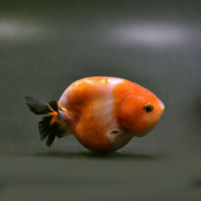 【金魚王子】桜錦 8±1cm前後 (個体番号：cde966) 金魚 きんぎょ 生体 らんちゅう 厳選個体