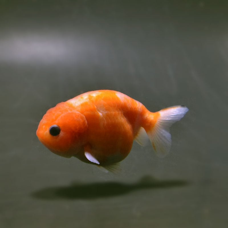 【金魚王子】桜錦 8±1cm前後 (個体番号：cde967) 金魚 きんぎょ 生体 らんちゅう 厳選個体