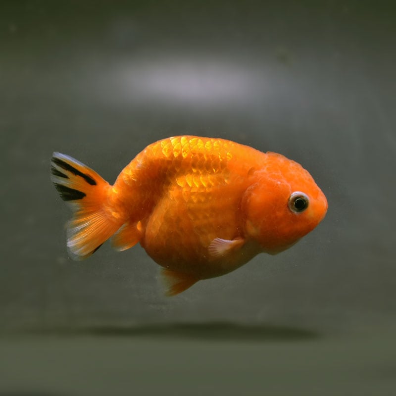 【金魚王子】桜錦 8±1cm前後 (個体番号：cde968) 金魚 きんぎょ 生体 らんちゅう 厳選個体