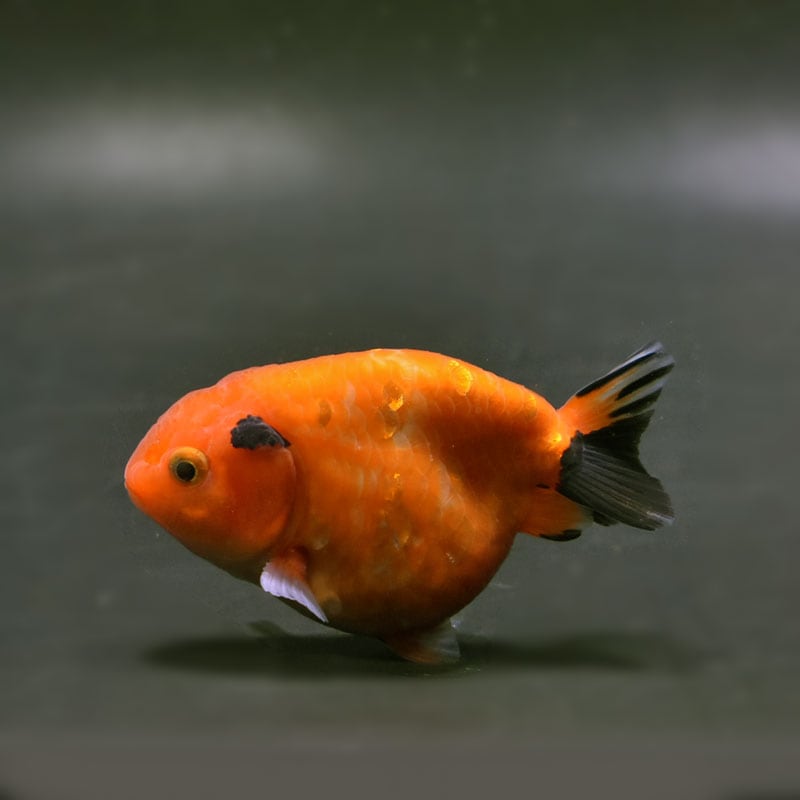金魚,らんちゅう系,らんちゅう | 金魚の通販は「金魚王子 オンライン