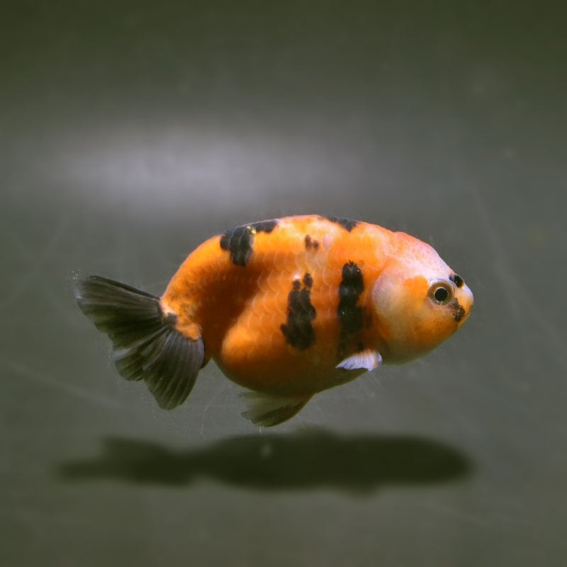 【金魚王子】江戸錦 8±1cm前後 (個体番号：cde970) 金魚 きんぎょ 生体 らんちゅう 厳選個体