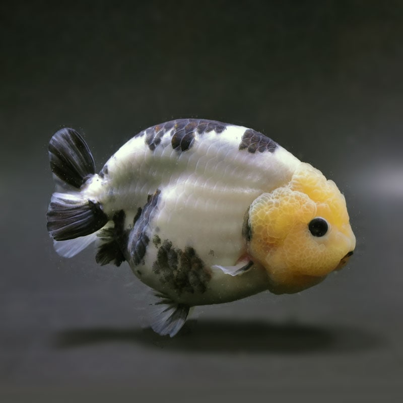 【金魚王子】白黒らんちゅう 14cm前後 (個体番号：cde971) 金魚 きんぎょ 生体 らんちゅう 厳選個体