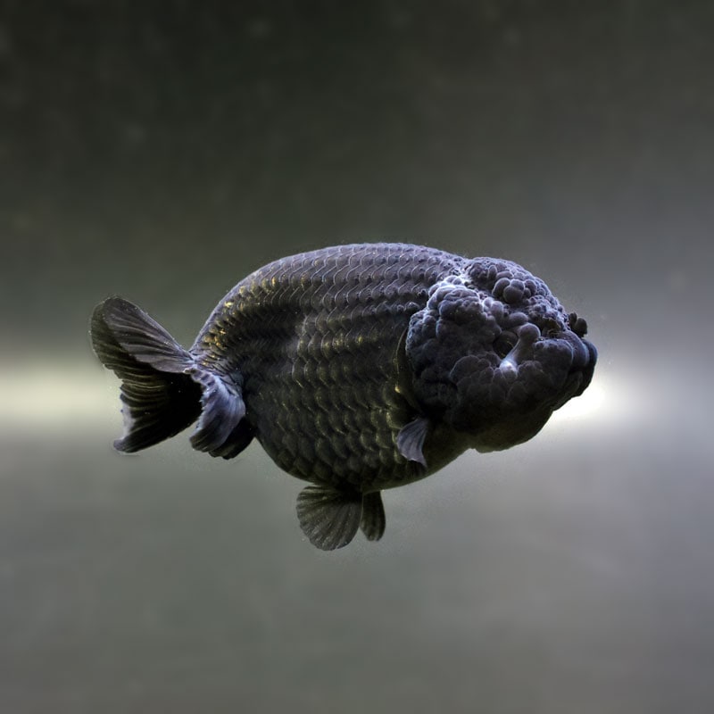 【金魚王子】黒らんちゅう 9cm前後 (個体番号：cde972) 金魚 きんぎょ 生体 らんちゅう 厳選個体