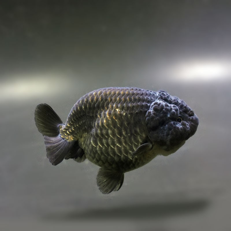 金魚,らんちゅう系 | 金魚の通販は「金魚王子 オンラインストア」金魚