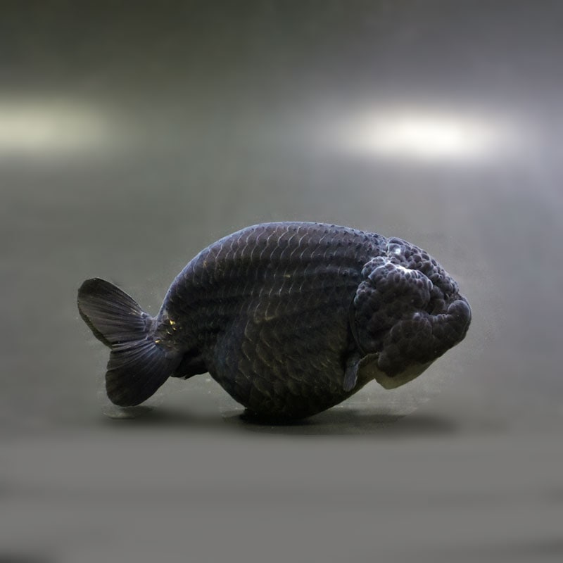 【金魚王子】黒らんちゅう 9cm前後 (個体番号：cde974) 金魚 きんぎょ 生体 らんちゅう 厳選個体