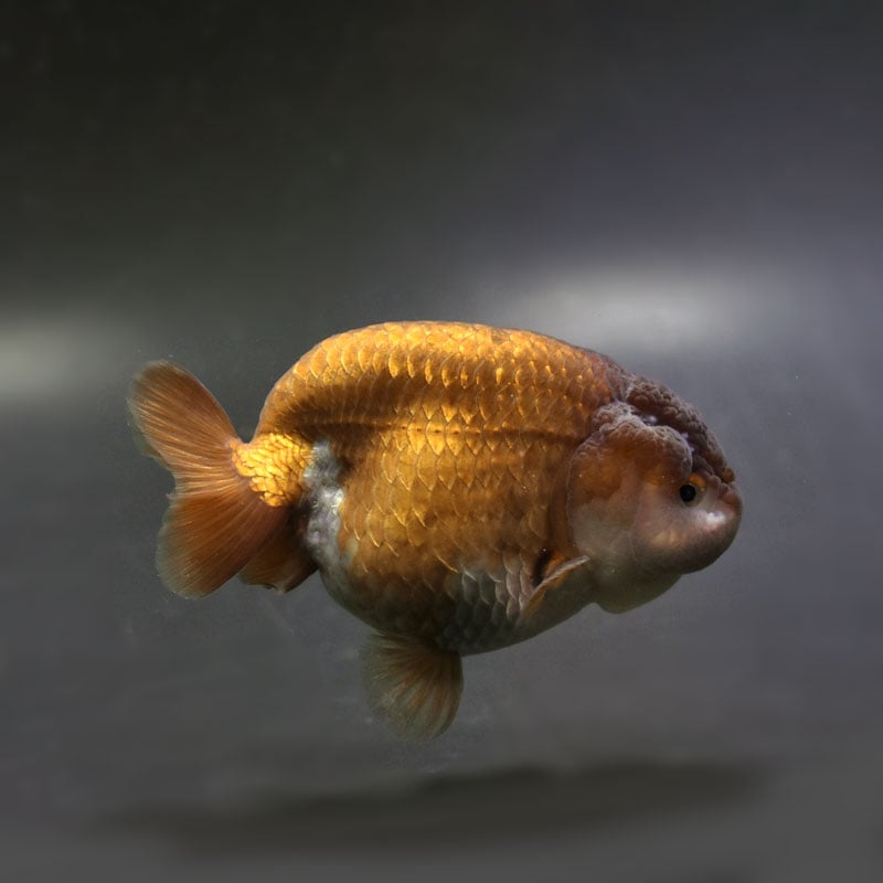 【金魚王子】メノウらんちゅう 9cm前後 (個体番号：cde994) 金魚 きんぎょ 生体 らんちゅう 厳選個体