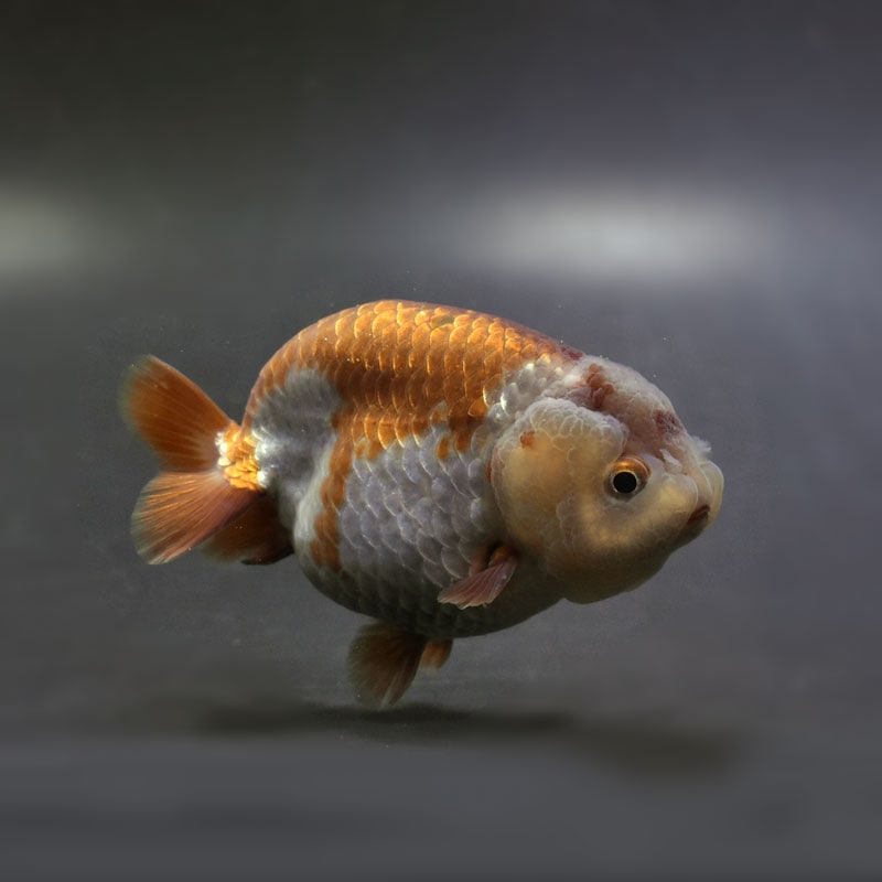 金魚王子】桜錦 8±1cm前後 (個体番号：cde968) 金魚 きんぎょ 生体