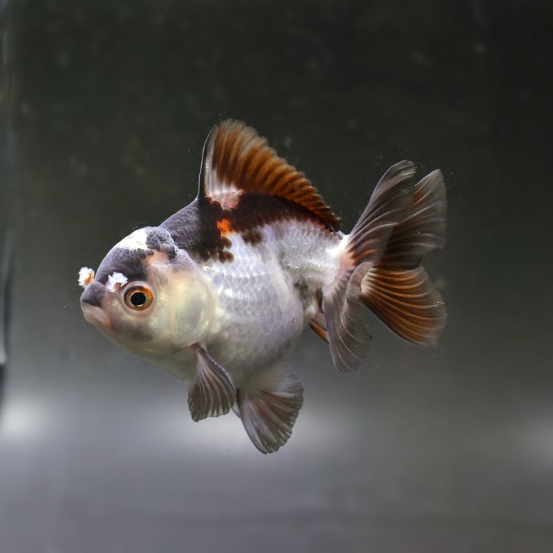 【金魚王子】三色ショートテールオランダ  10cm前後 (個体番号：xsw103) 金魚 きんぎょ 生体 オランダ獅子頭 厳選個体