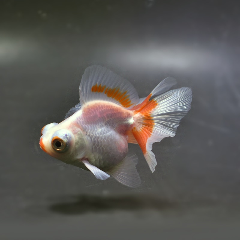 【金魚王子】更紗蝶尾 8±1cm前後 (個体番号：xsw111) 金魚 きんぎょ 生体 蝶尾 厳選個体