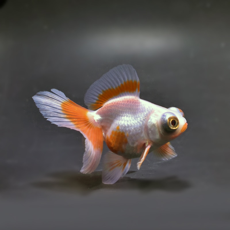 【金魚王子】更紗蝶尾 8±1cm前後 (個体番号：xsw112) 金魚 きんぎょ 生体 蝶尾 厳選個体