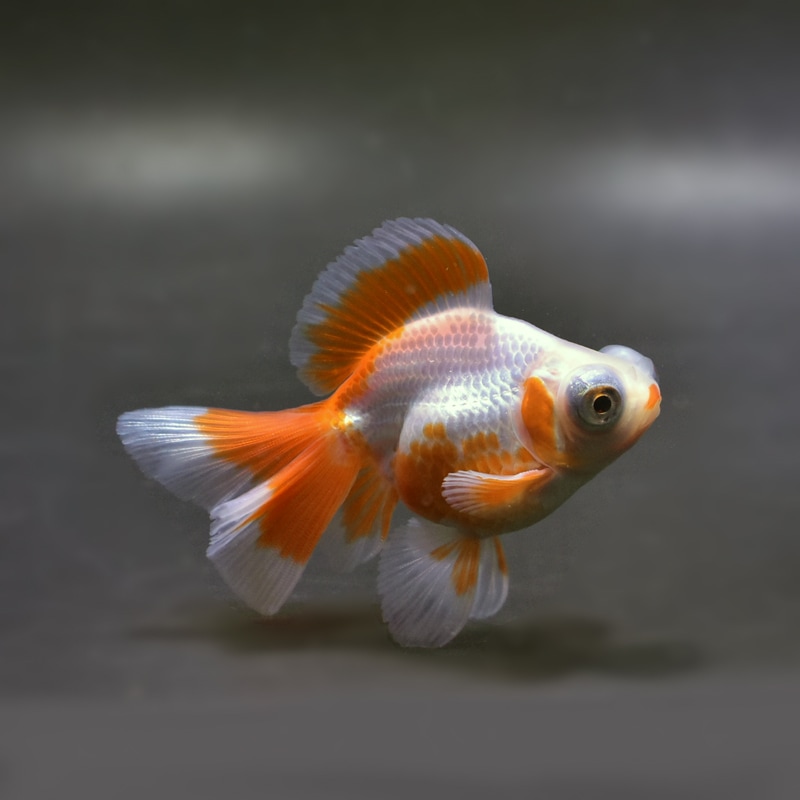 【金魚王子】更紗蝶尾 8±1cm前後 (個体番号：xsw113) 金魚 きんぎょ 生体 蝶尾 厳選個体