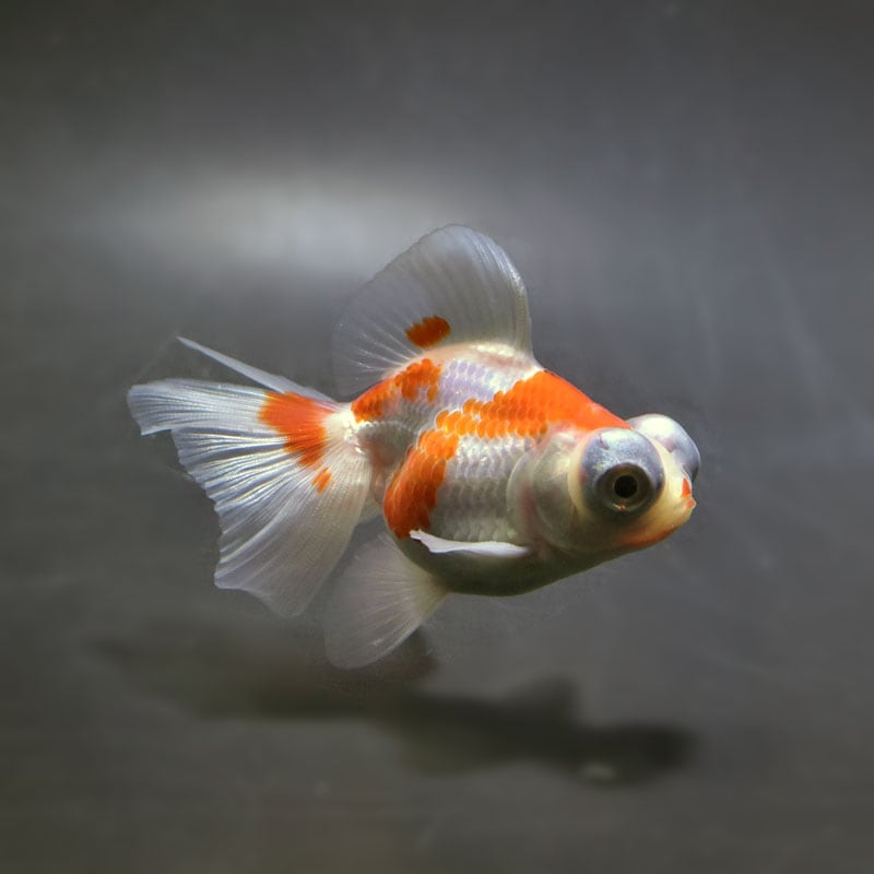 【金魚王子】更紗蝶尾 8±1cm前後 (個体番号：xsw114) 金魚 きんぎょ 生体 蝶尾 厳選個体