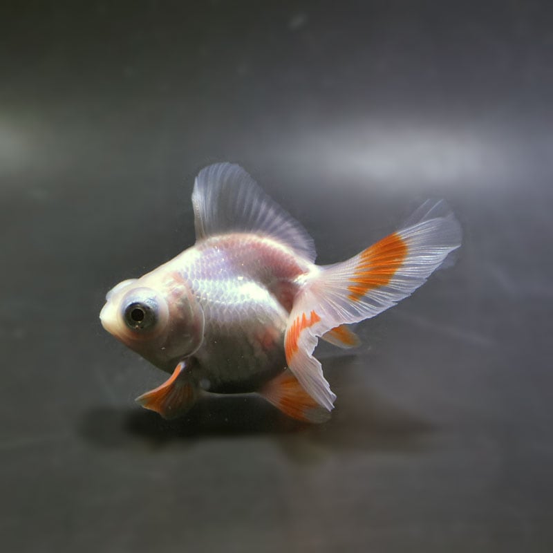 【金魚王子】更紗蝶尾 8±1cm前後 (個体番号：xsw115) 金魚 きんぎょ 生体 蝶尾 厳選個体