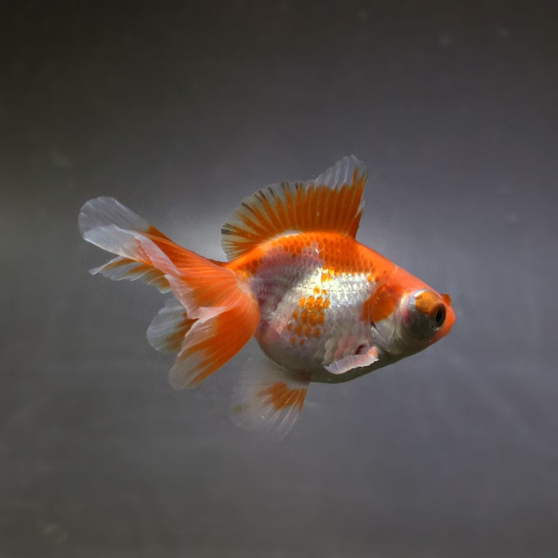 【金魚王子】更紗蝶尾 8±1cm前後 (個体番号：xsw116) 金魚 きんぎょ 生体 蝶尾 厳選個体