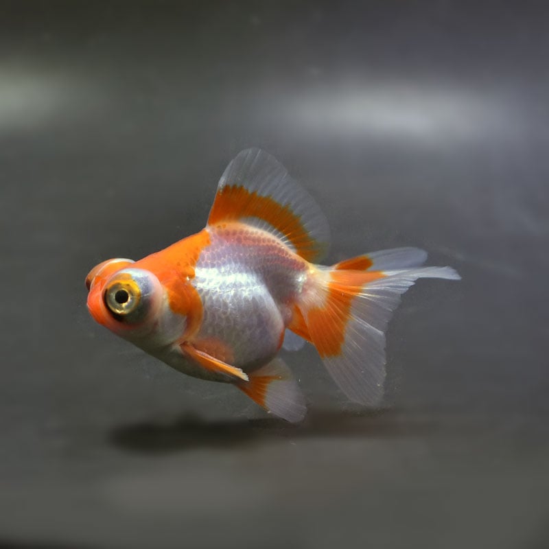 【金魚王子】三色蝶尾 8±1cm前後 (個体番号：xsw118) 金魚 きんぎょ 生体 蝶尾 厳選個体