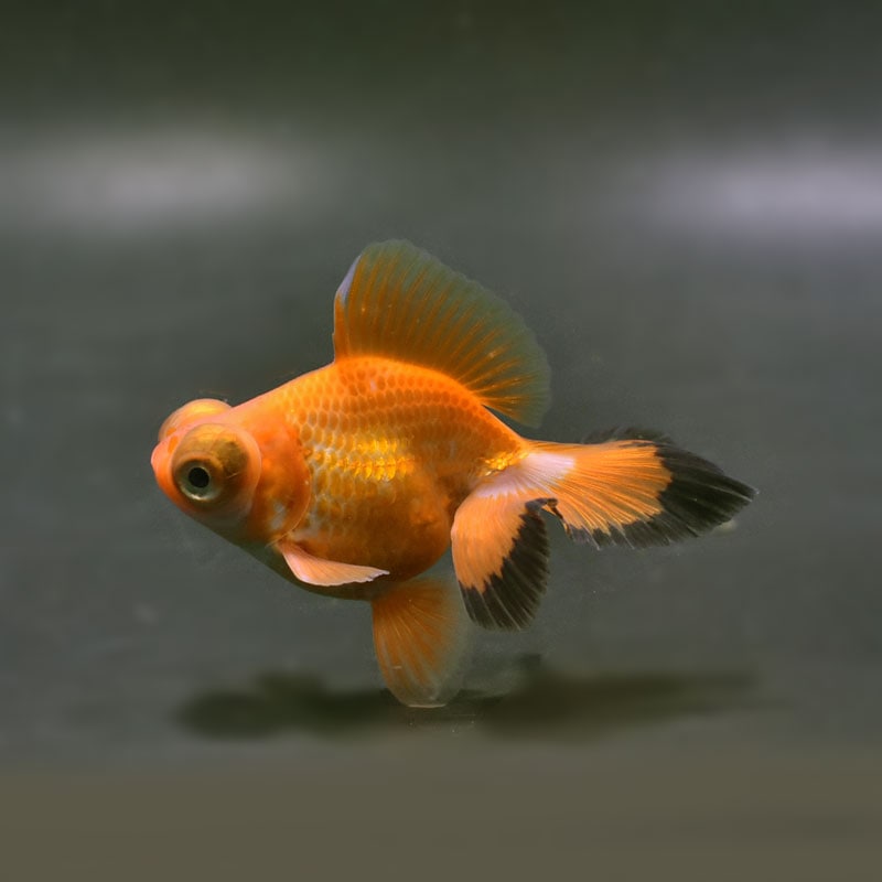 【金魚王子】三色蝶尾 8±1cm前後 (個体番号：xsw120) 金魚 きんぎょ 生体 蝶尾 厳選個体