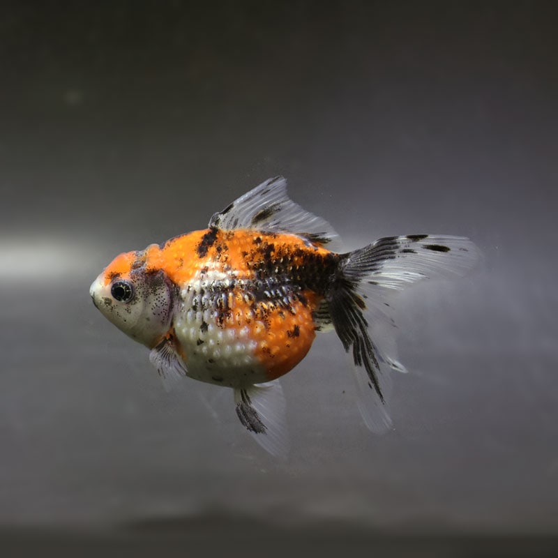 【金魚王子】キャリコ浜錦 10～10.5cm前後 (個体番号：xsw121) 金魚 きんぎょ 生体 パールスケール 厳選個体