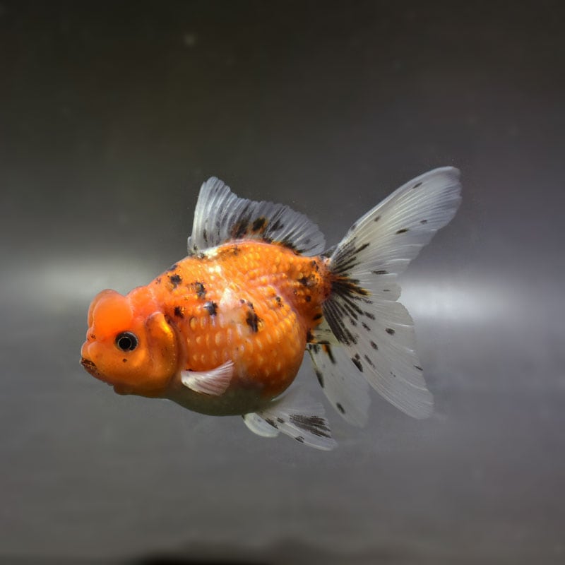 【金魚王子】キャリコ浜錦 10～10.5cm前後 (個体番号：xsw122) 金魚 きんぎょ 生体 パールスケール 厳選個体