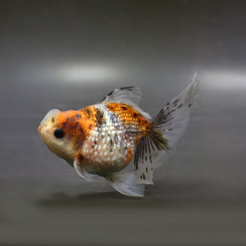 【金魚王子】キャリコ浜錦 10～10.5cm前後 (個体番号：xsw123) 金魚 きんぎょ 生体 パールスケール 厳選個体