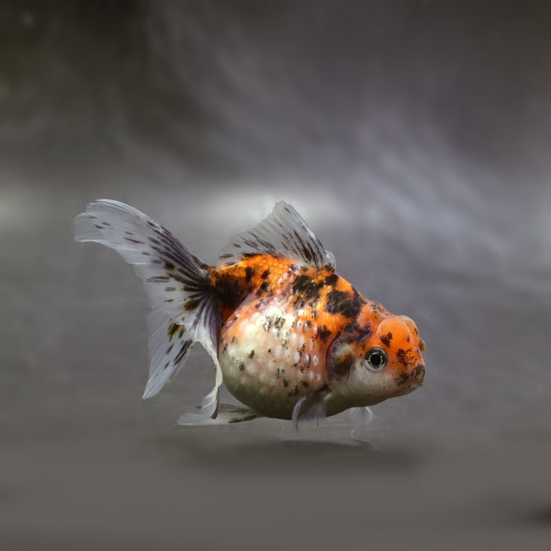 【金魚王子】キャリコ浜錦 10～10.5cm前後 (個体番号：xsw124) 金魚 きんぎょ 生体 パールスケール 厳選個体