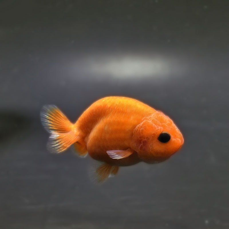 【金魚王子】もみじらんちゅう 7～8cm前後 (個体番号：xsw131) 金魚 きんぎょ 生体 らんちゅう 厳選個体
