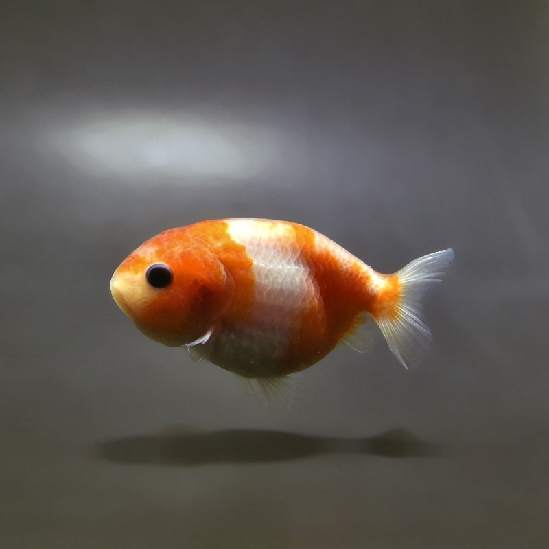 金魚,らんちゅう系,らんちゅう | 金魚の通販は「金魚王子 オンライン