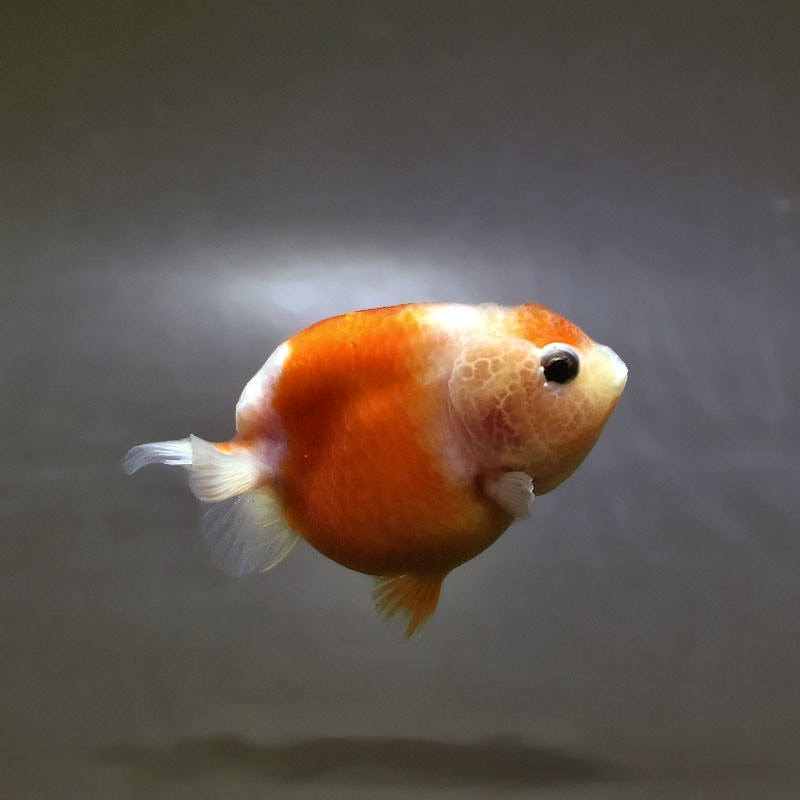 【金魚王子】桜錦 7～8cm前後 (個体番号：xsw134) 金魚 きんぎょ 生体 らんちゅう 厳選個体