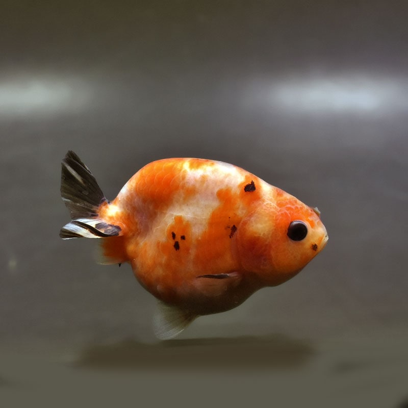 【金魚王子】変わり柄らんちゅう 7～8cm前後 (個体番号：xsw135) 金魚 きんぎょ 生体 らんちゅう 厳選個体