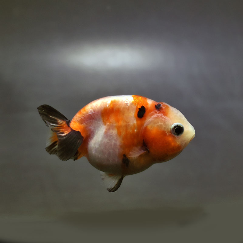 【金魚王子】変わり柄らんちゅう 7～8cm前後 (個体番号：xsw136) 金魚 きんぎょ 生体 らんちゅう 厳選個体