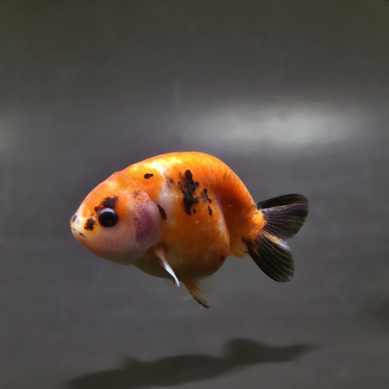 【金魚王子】変わり柄らんちゅう 7～8cm前後 (個体番号：xsw138) 金魚 きんぎょ 生体 らんちゅう 厳選個体