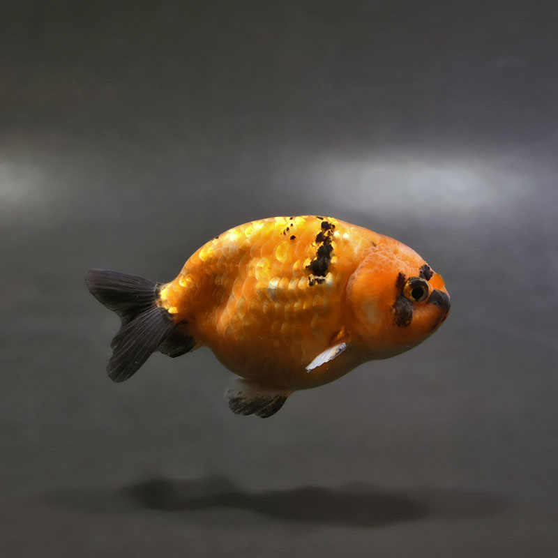 金魚,らんちゅう系,らんちゅう | 金魚の通販は「金魚王子 オンライン