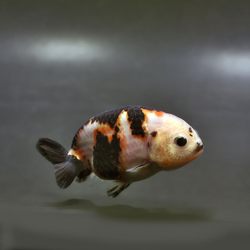 【金魚王子】変わり柄らんちゅう 7～8cm前後 (個体番号：xsw140) 金魚 きんぎょ 生体 らんちゅう 厳選個体