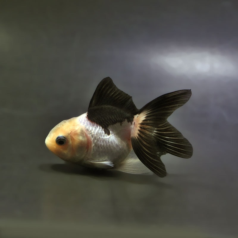 【金魚王子】白黒オランダ 7.5±1cm前後 (個体番号:xsw141) 金魚 きんぎょ 生体 オランダ獅子頭 厳選個体