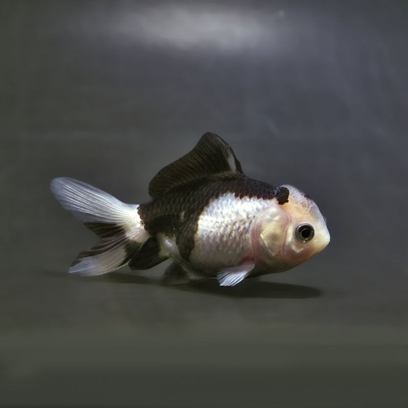 【金魚王子】白黒オランダ 7.5±1cm前後 (個体番号:xsw142) 金魚 きんぎょ 生体 オランダ獅子頭 厳選個体