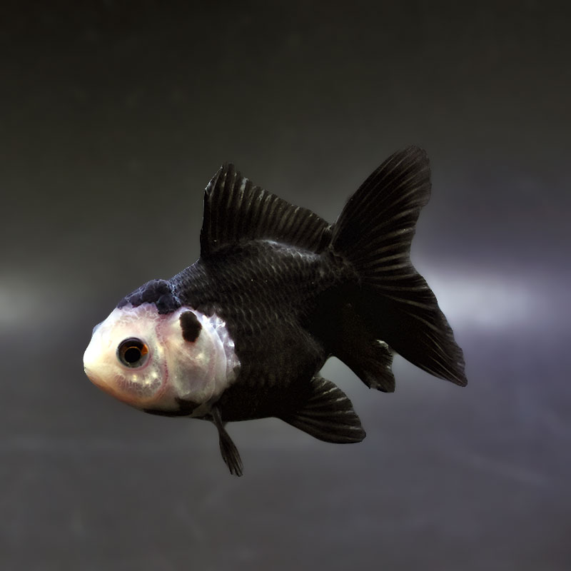 【金魚王子】白黒オランダ 7.5±1cm前後 (個体番号:xsw144) 金魚 きんぎょ 生体 オランダ獅子頭 厳選個体