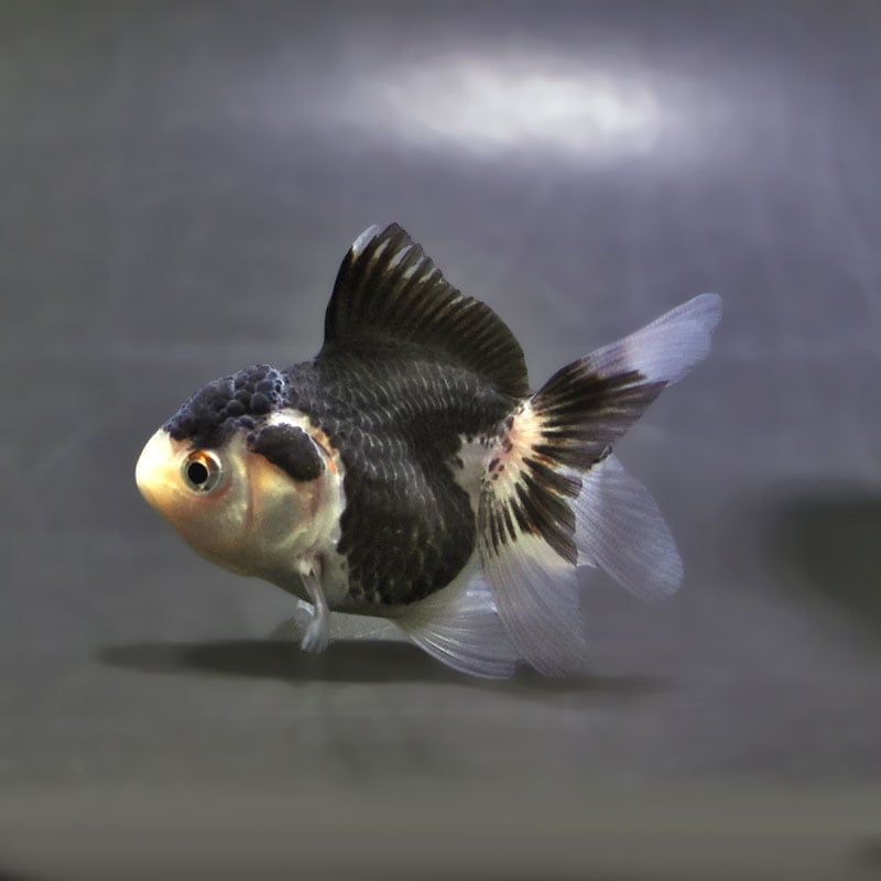 【金魚王子】白黒オランダ 7.5±1cm前後 (個体番号:xsw145) 金魚 きんぎょ 生体 オランダ獅子頭 厳選個体