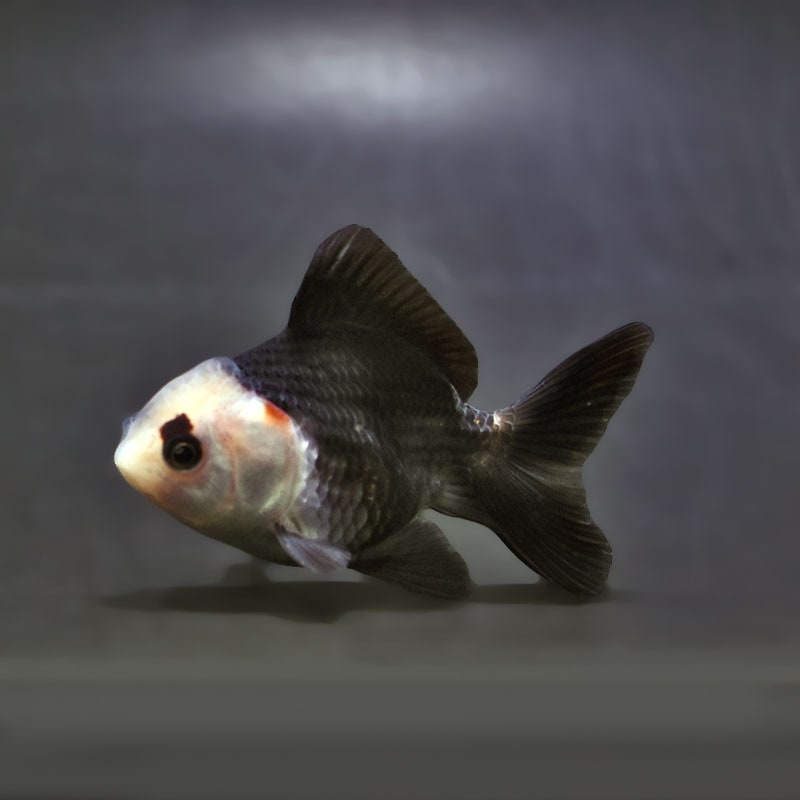 【金魚王子】白黒オランダ 7.5±1cm前後 (個体番号:xsw146) 金魚 きんぎょ 生体 オランダ獅子頭 厳選個体