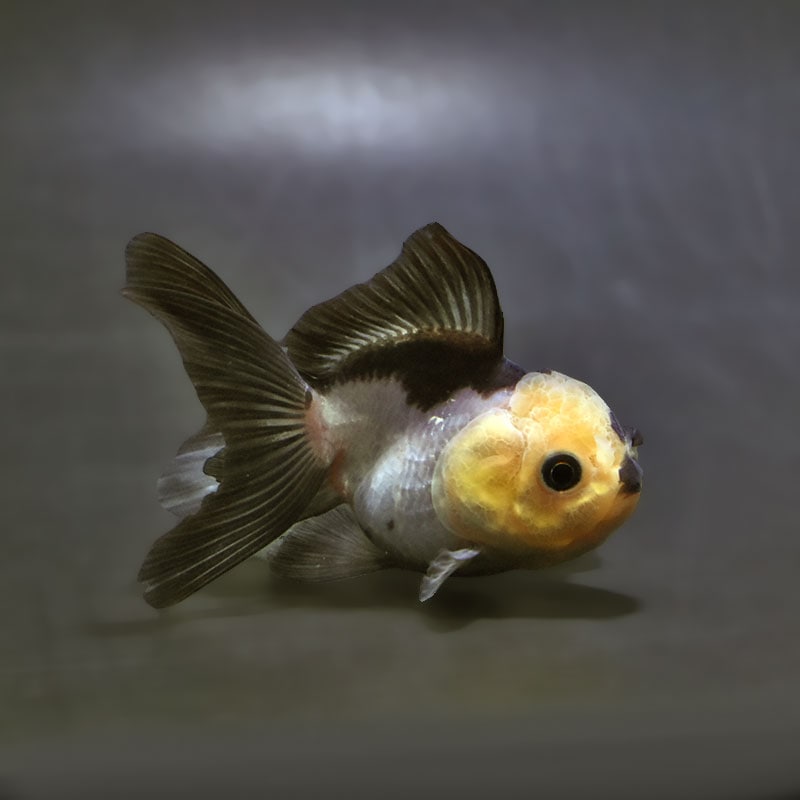 【金魚王子】白黒オランダ 7.5±1cm前後 (個体番号:xsw147) 金魚 きんぎょ 生体 オランダ獅子頭 厳選個体