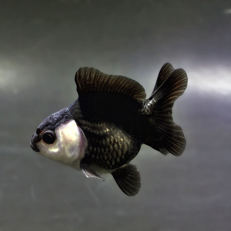 【金魚王子】白黒オランダ 7.5±1cm前後 (個体番号:xsw148) 金魚 きんぎょ 生体 オランダ獅子頭 厳選個体