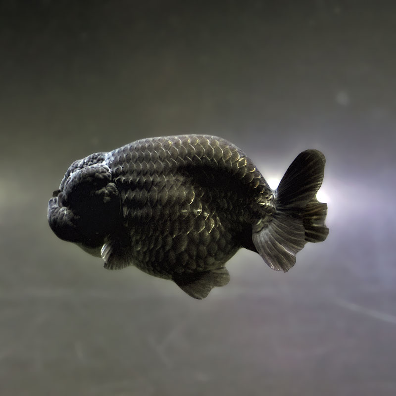 金魚,らんちゅう系,らんちゅう | 金魚の通販は「金魚王子 オンライン
