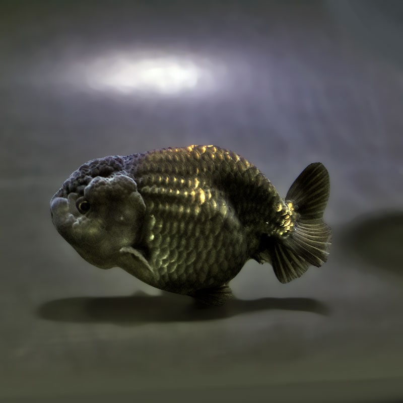 【金魚王子】黒らんちゅう 8.5±1cm前後 (個体番号：xsw152) 金魚 きんぎょ 生体 らんちゅう 厳選個体