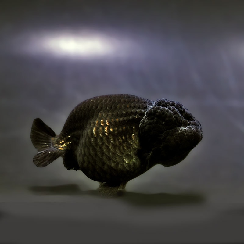 【金魚王子】黒らんちゅう 8.5±1cm前後 (個体番号：xsw153) 金魚 きんぎょ 生体 らんちゅう 厳選個体