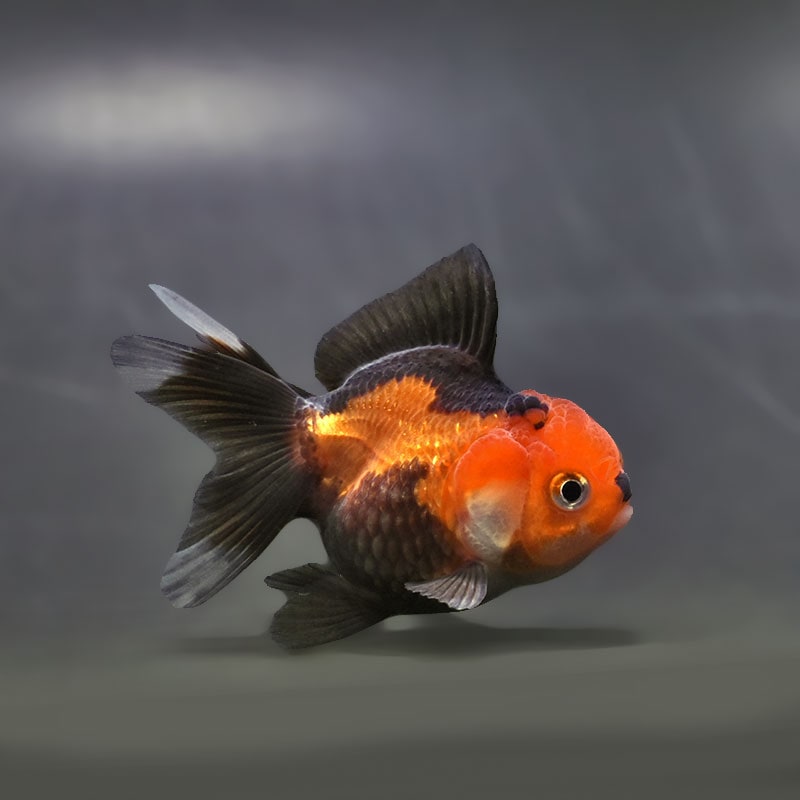 【金魚王子】トリカラーオランダ  6.5±1cm前後 (個体番号：xsw161) 金魚 きんぎょ 生体 オランダ獅子頭 厳選個体